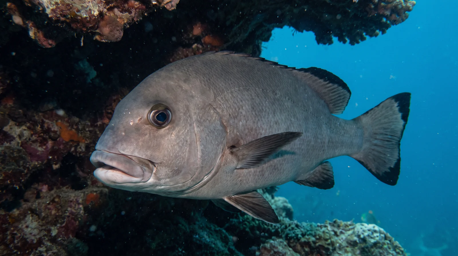 Giant Sweetlips
