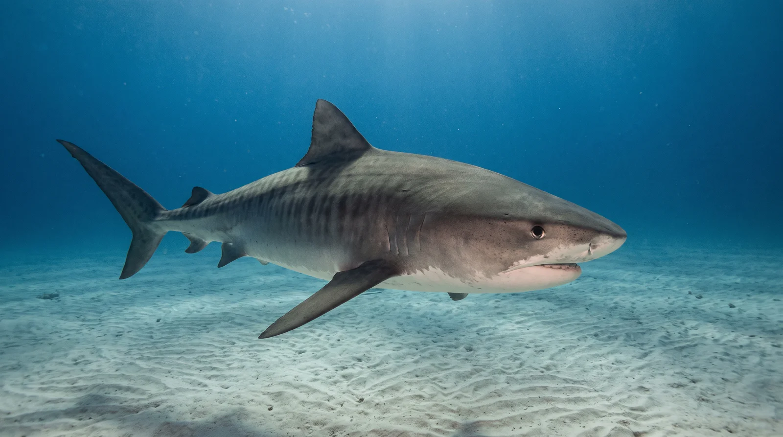 Tiger Shark