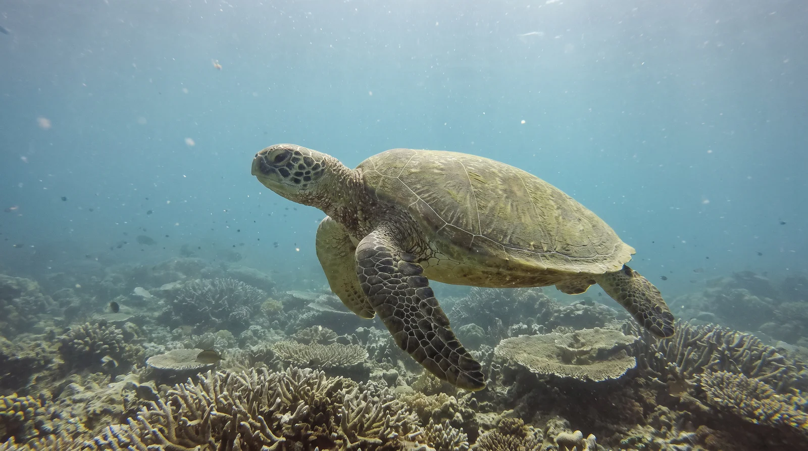Sea Turtle (assorted)