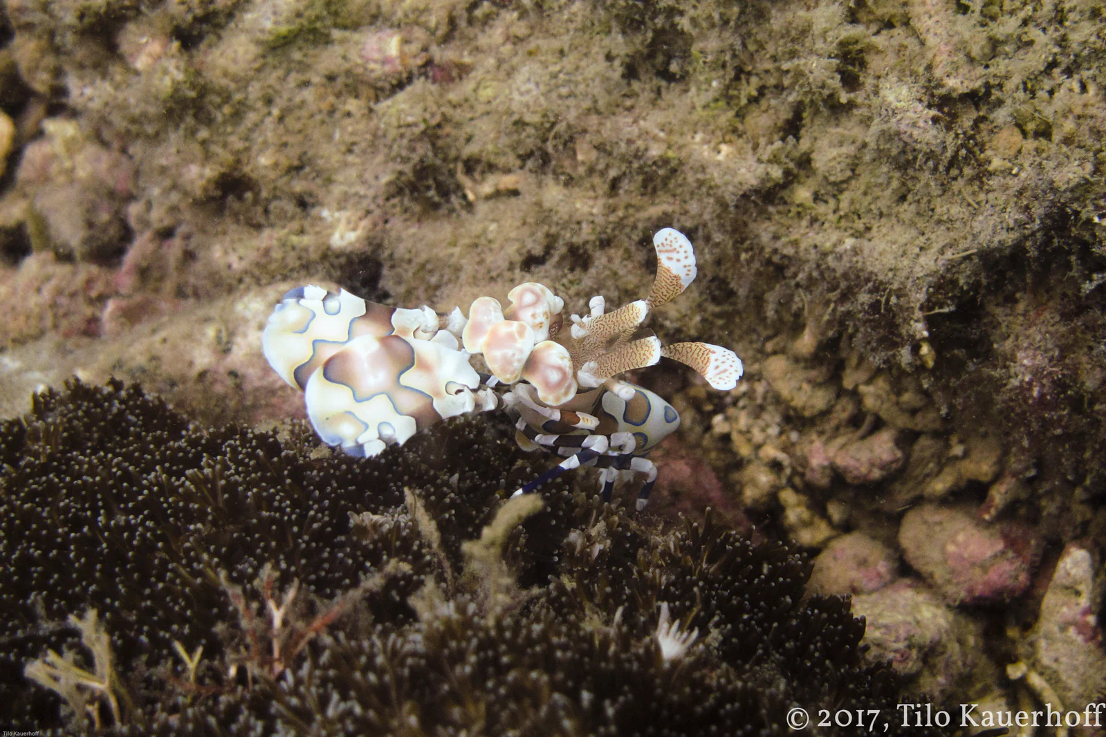 Harlequin Shrimp
