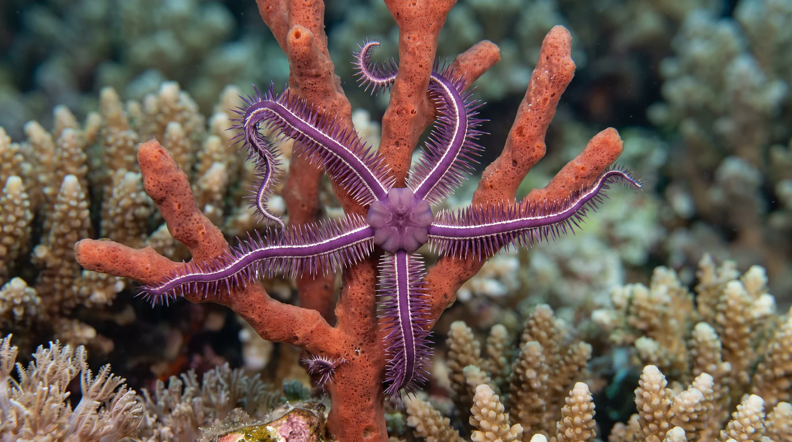 Purple Brittle Star
