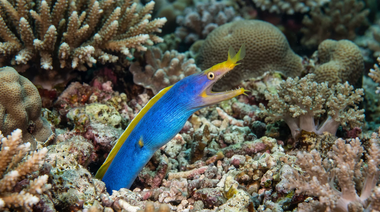 Blue-ribbon Eel