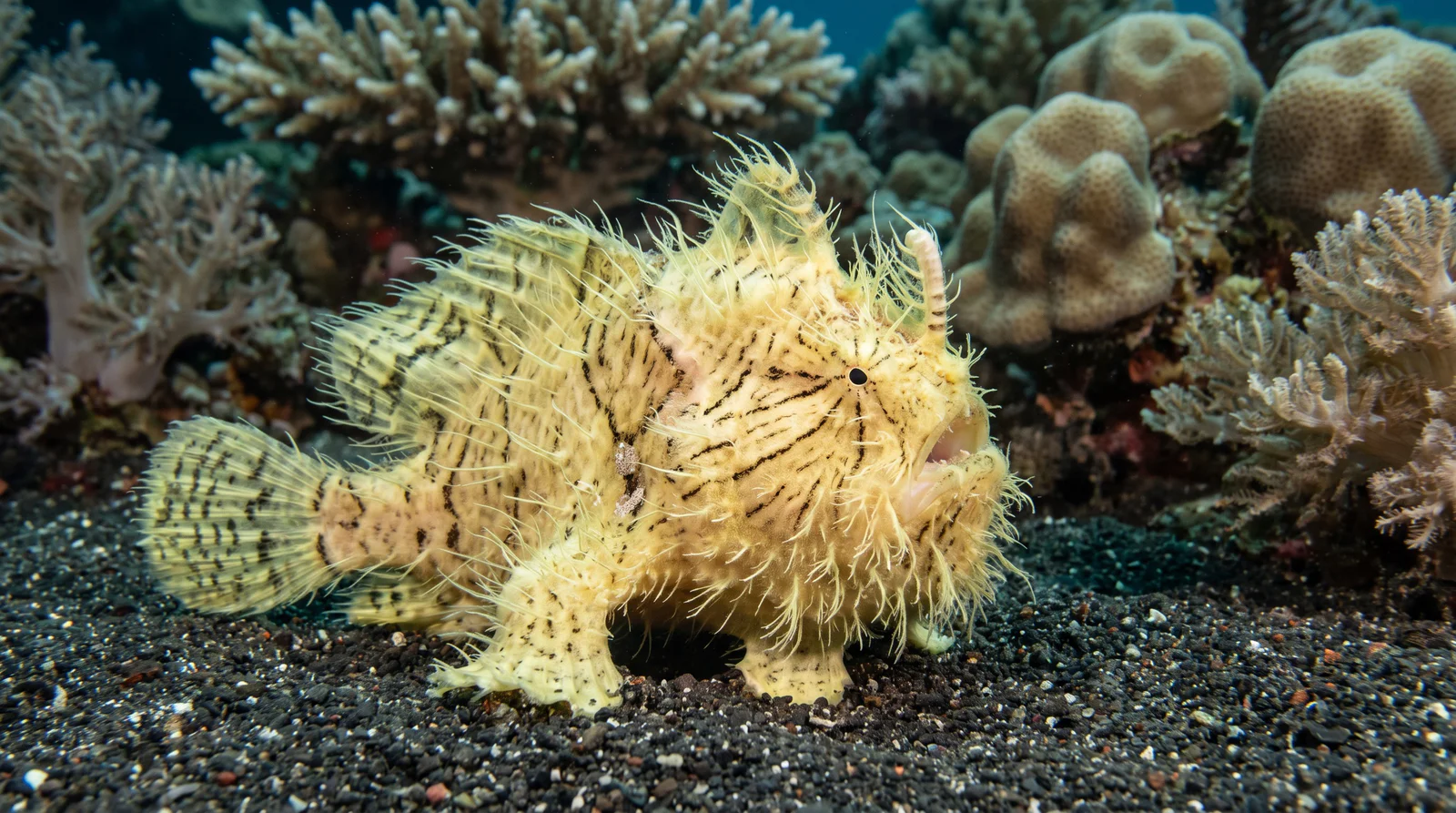 Hairy Frogfish