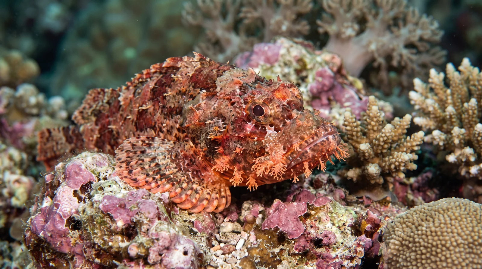 Papuan Scorpionfish
