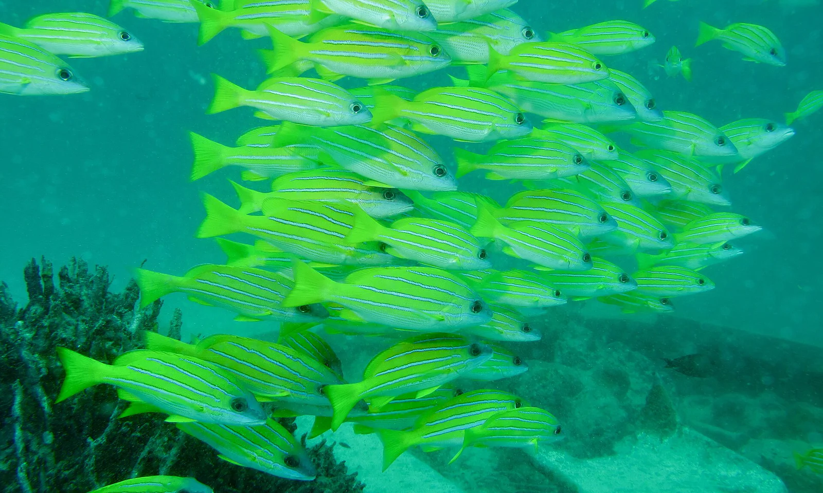 Diving at Snappers