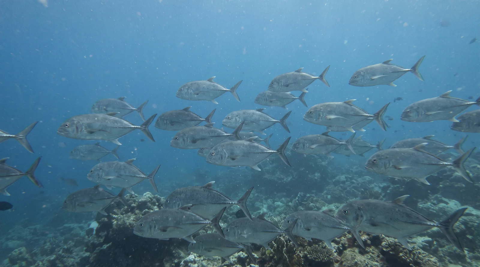 Trevally / Jack (assorted)