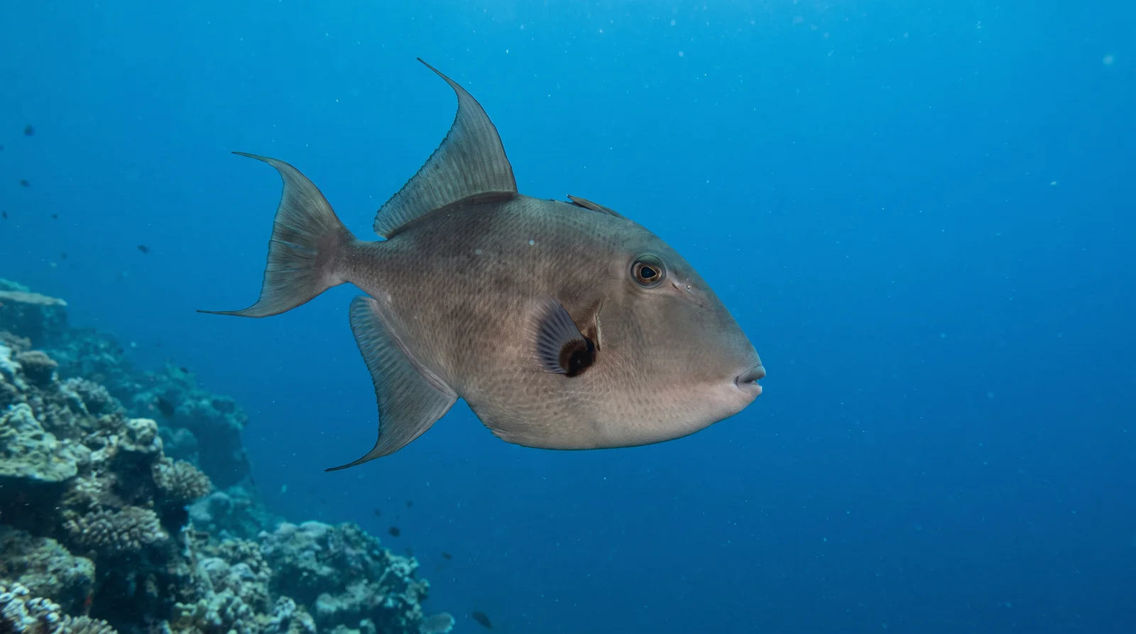 Ocean Triggerfish