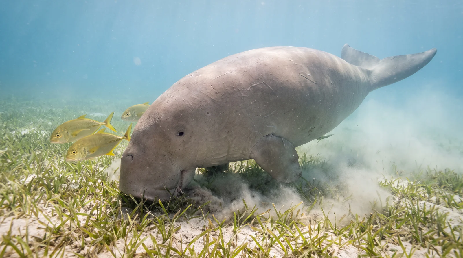 Dugong