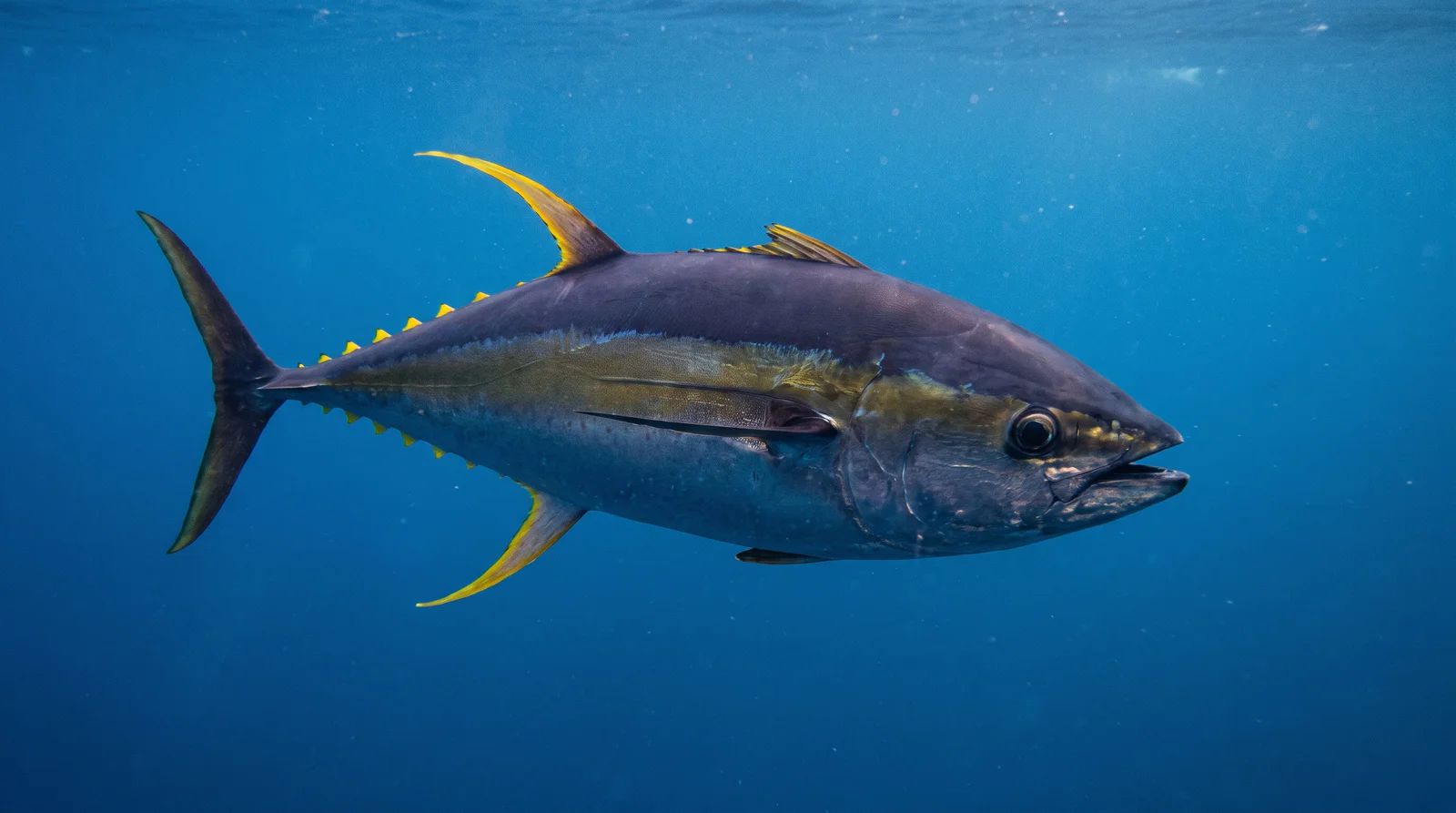 Yellowfin Tuna