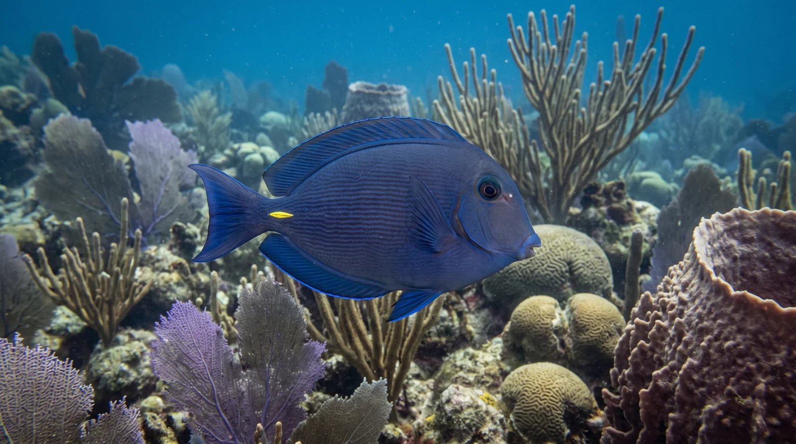 Blue Tang