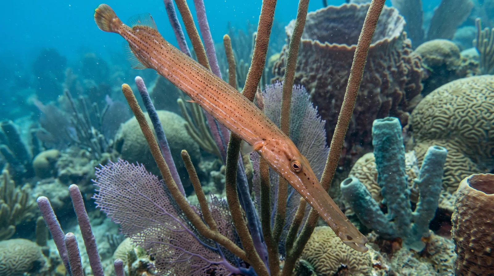 Atlantic Trumpetfish
