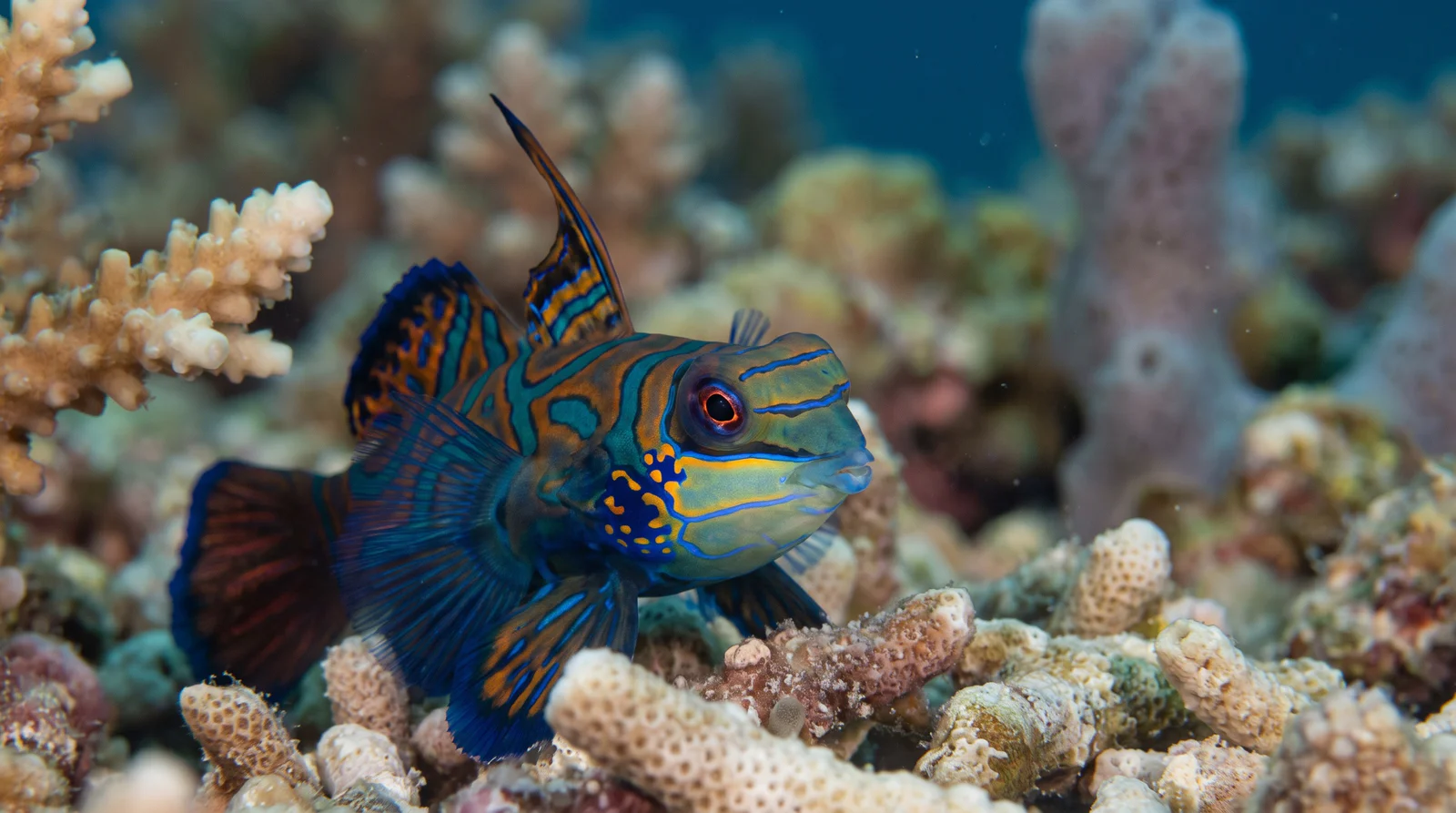 AI-generated illustration; species identification unverified. Mandarinfish (Synchiropus splendidus)
