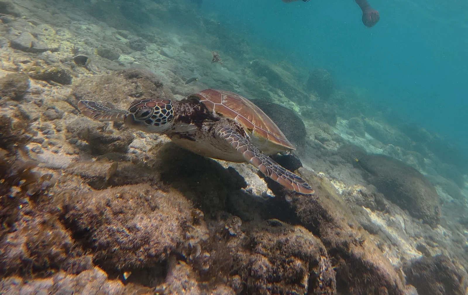 Diving at Turtle Point