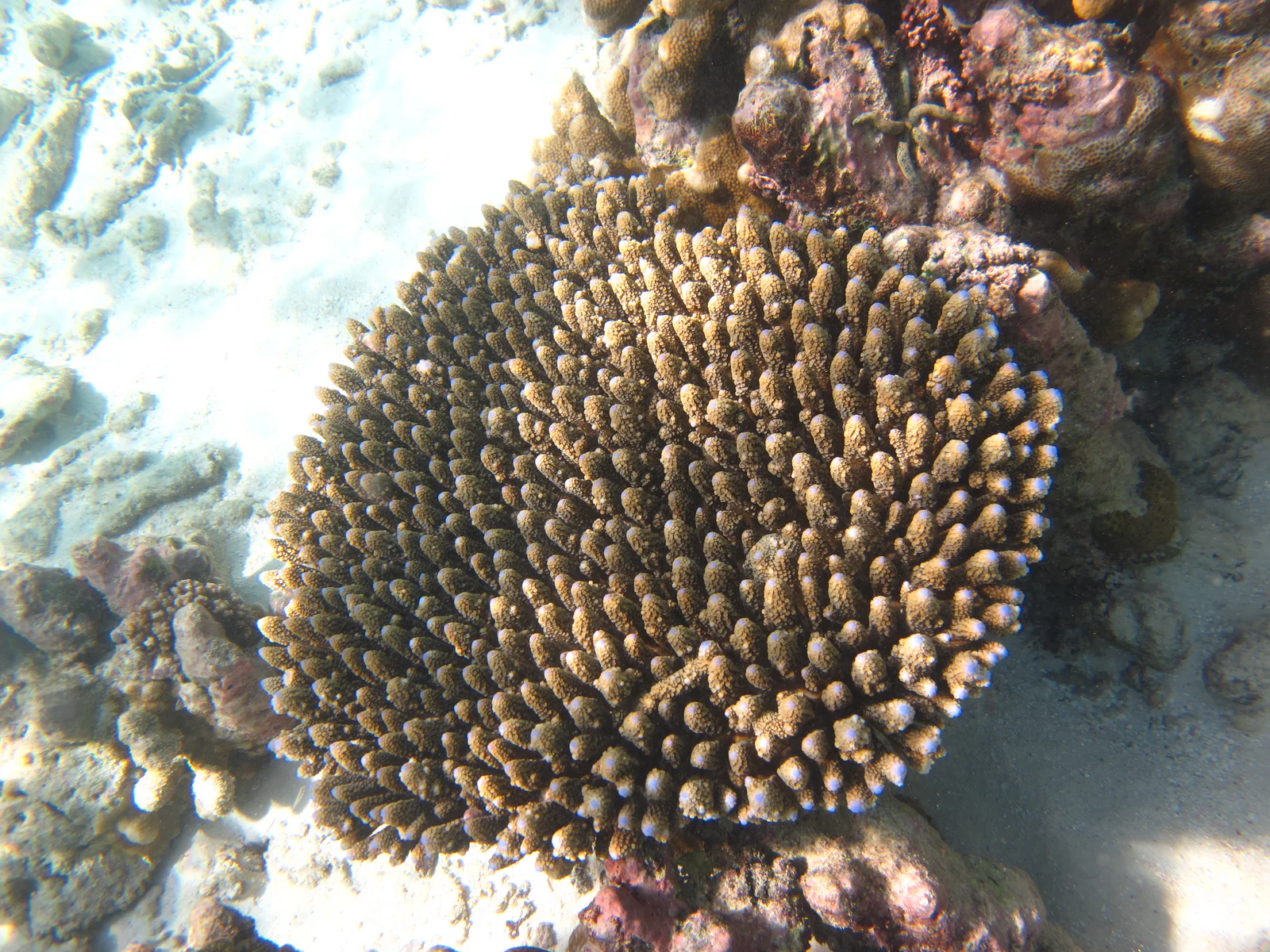 A branching Acropora coral colony on a Maldives reef.