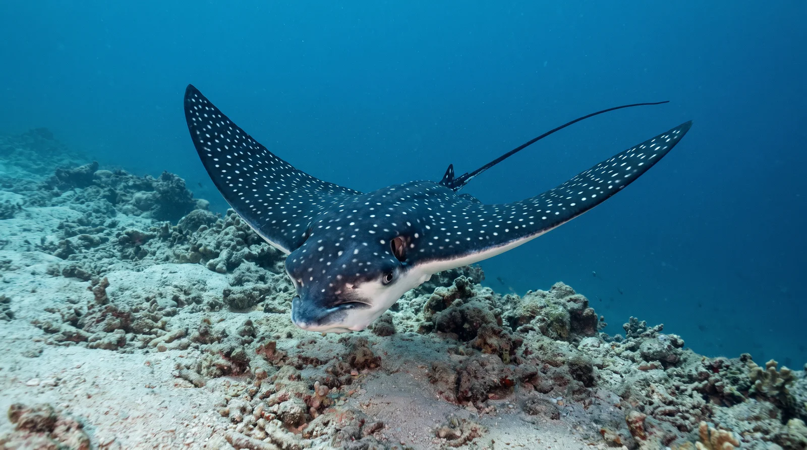 Spotted Eagle Ray