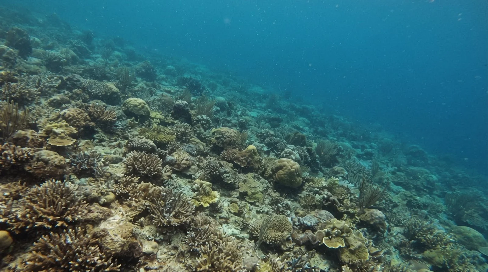 Toscana Reef