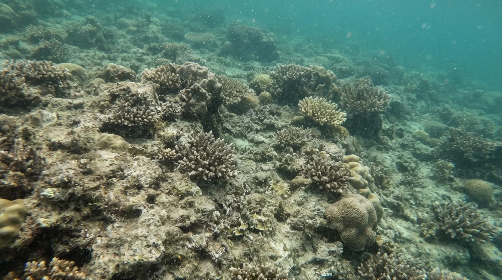 AI-generated illustration; site appearance unverified. Biton Resort Housereef — generic AI-generated illustration of a Philippine reef dive; not a depiction of this site.