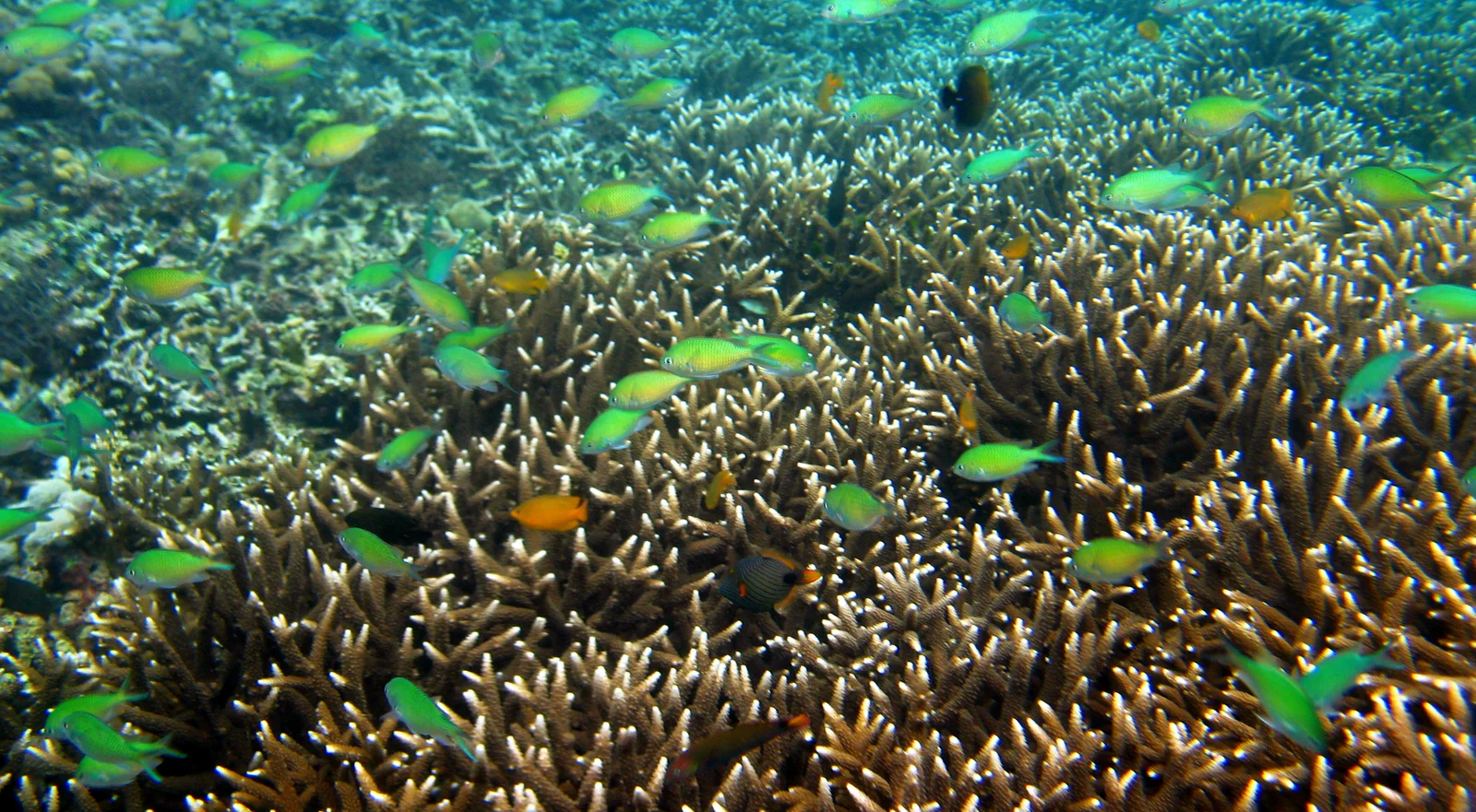 Diving at Arthur's Rock