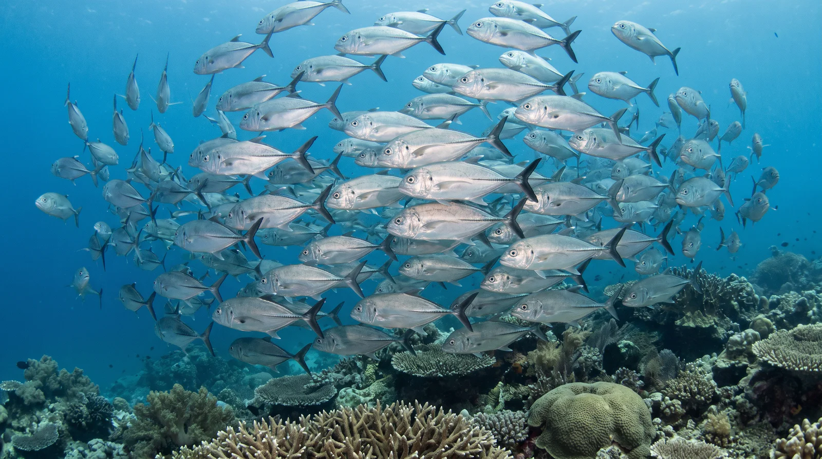 Bigeye Trevally