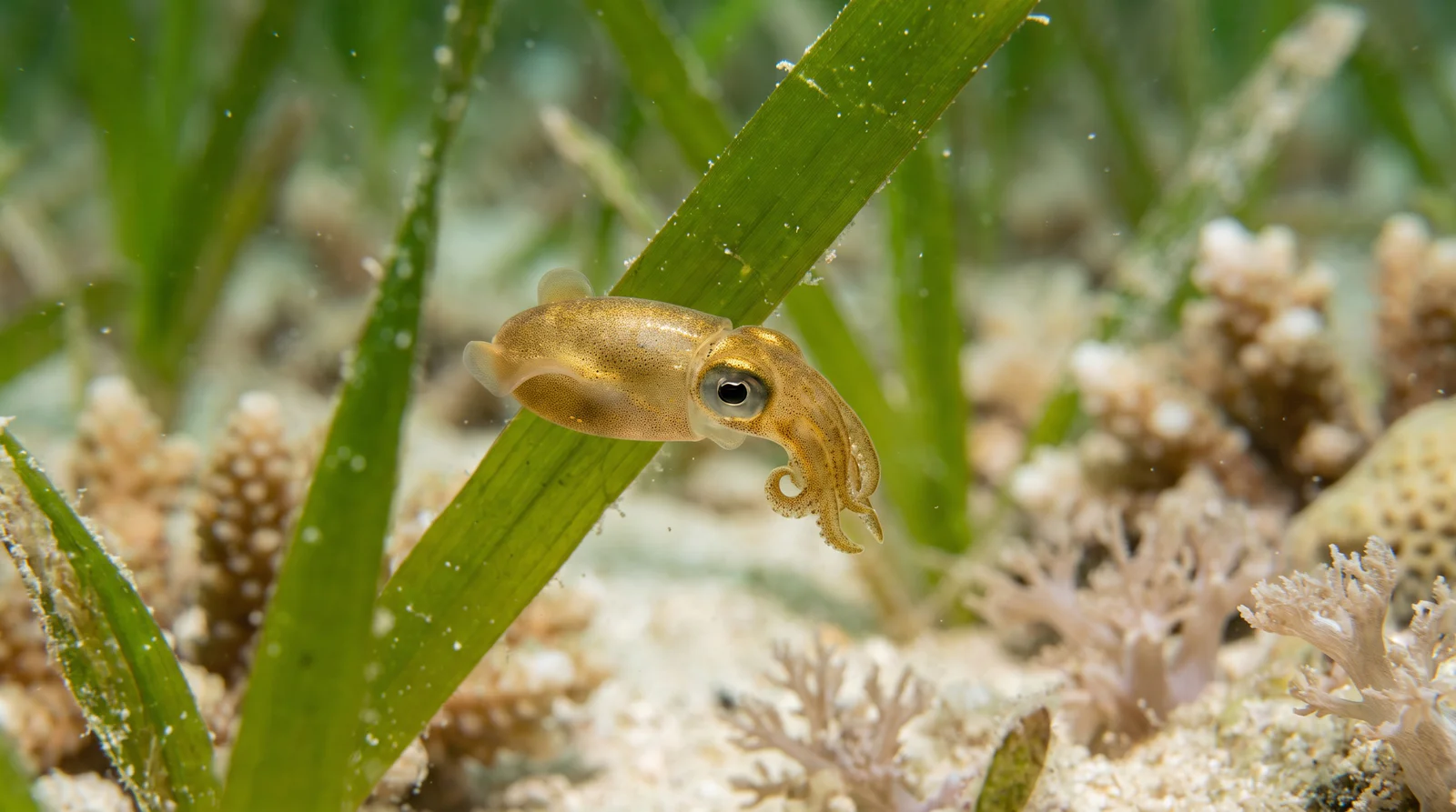 Pygmy Squid