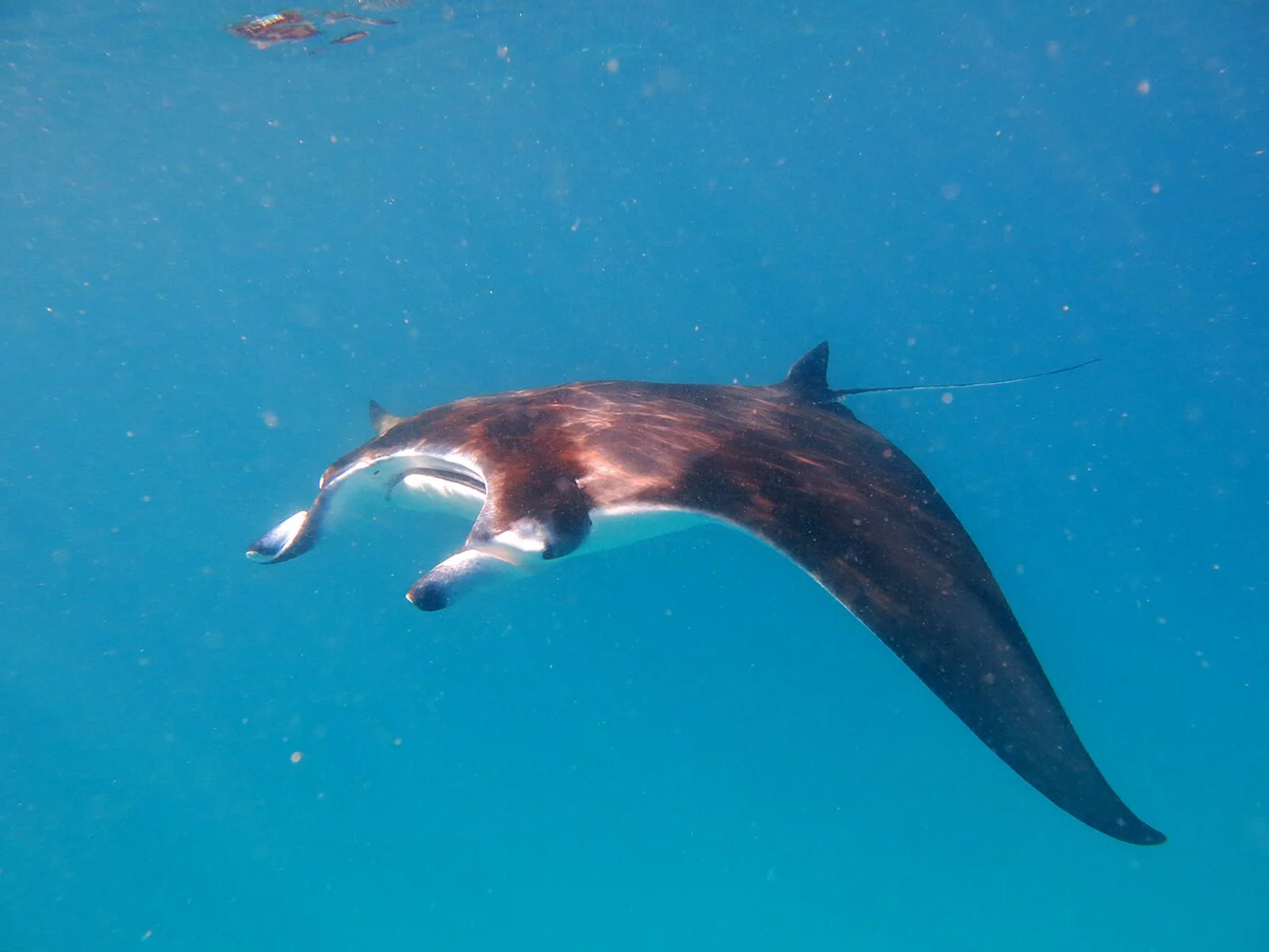 Manta Bowl