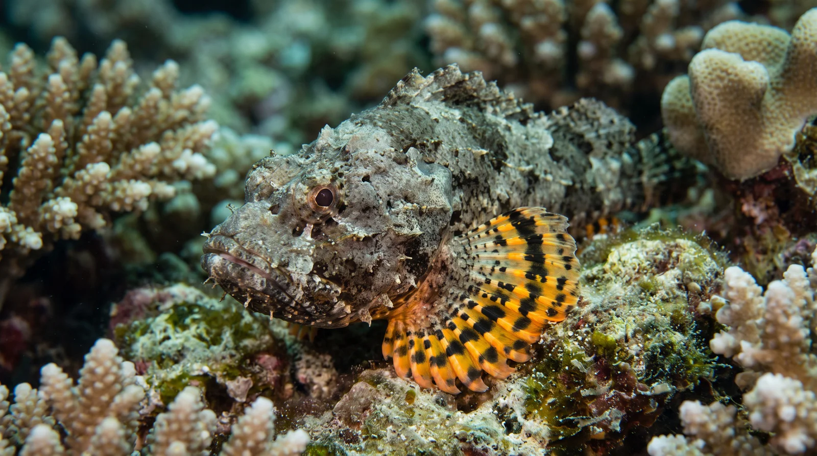 Devil Scorpionfish