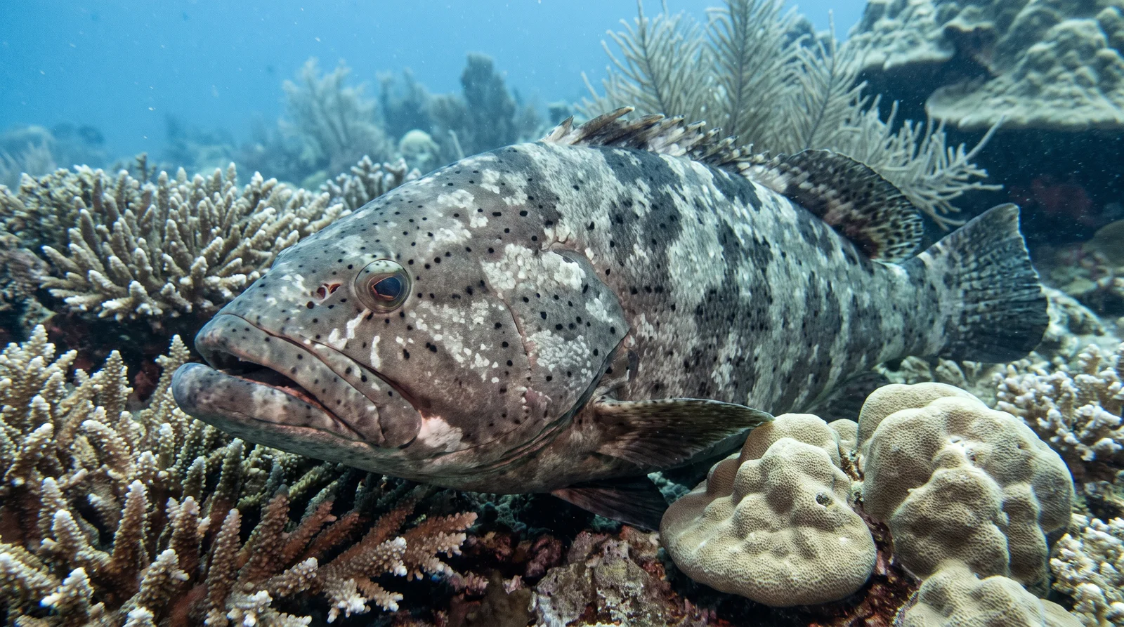 Malabar Grouper