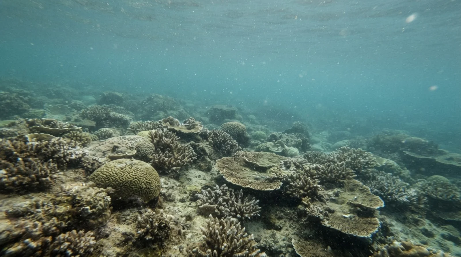 AI-generated illustration; site appearance unverified. Illustrative underwater coral habitat for Maris Rock. Not a photograph of the site.