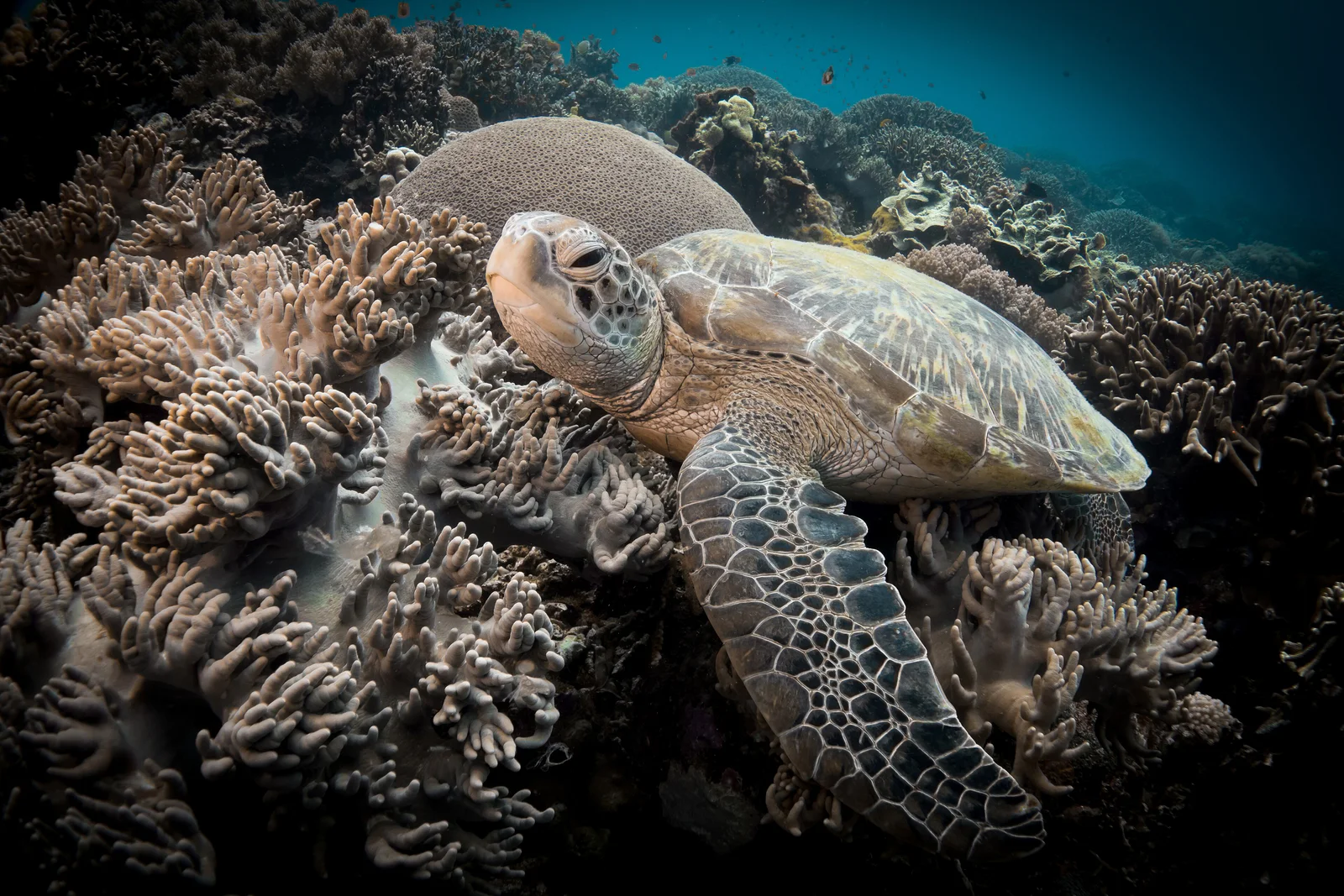Green sea turtle on the hard-coral reef at Apo Island Marine Sanctuary.