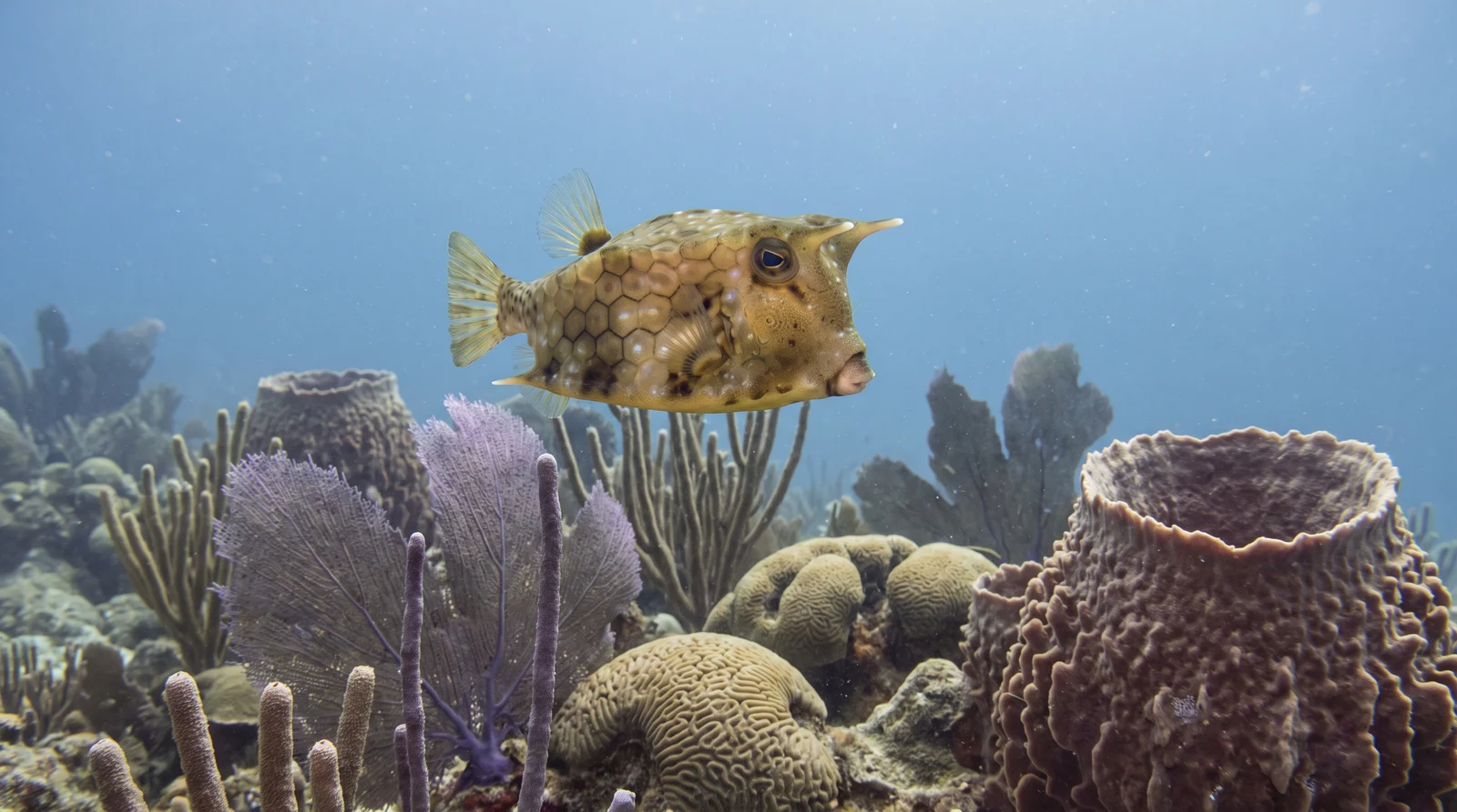 Honeycomb Cowfish