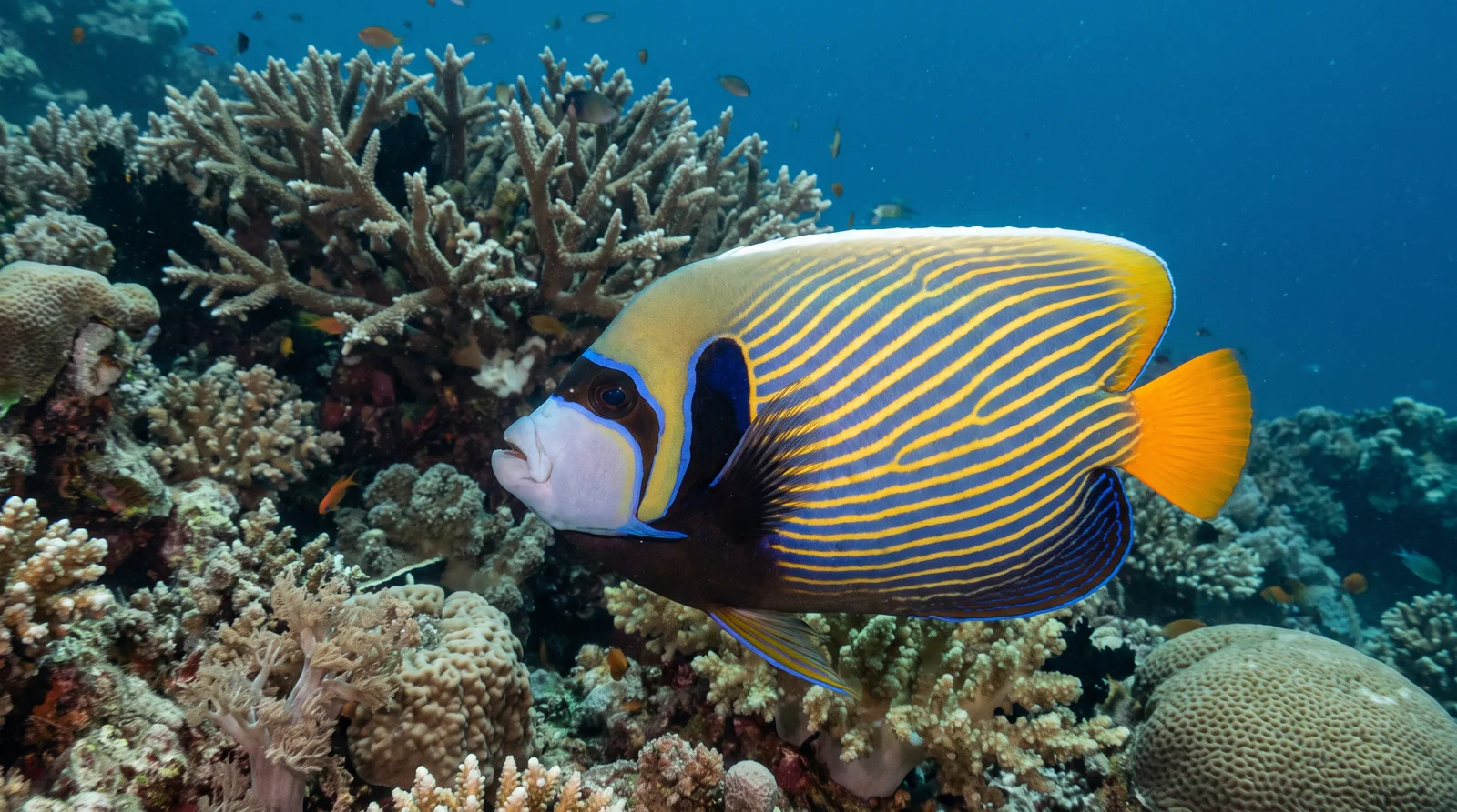 Emperor Angelfish
