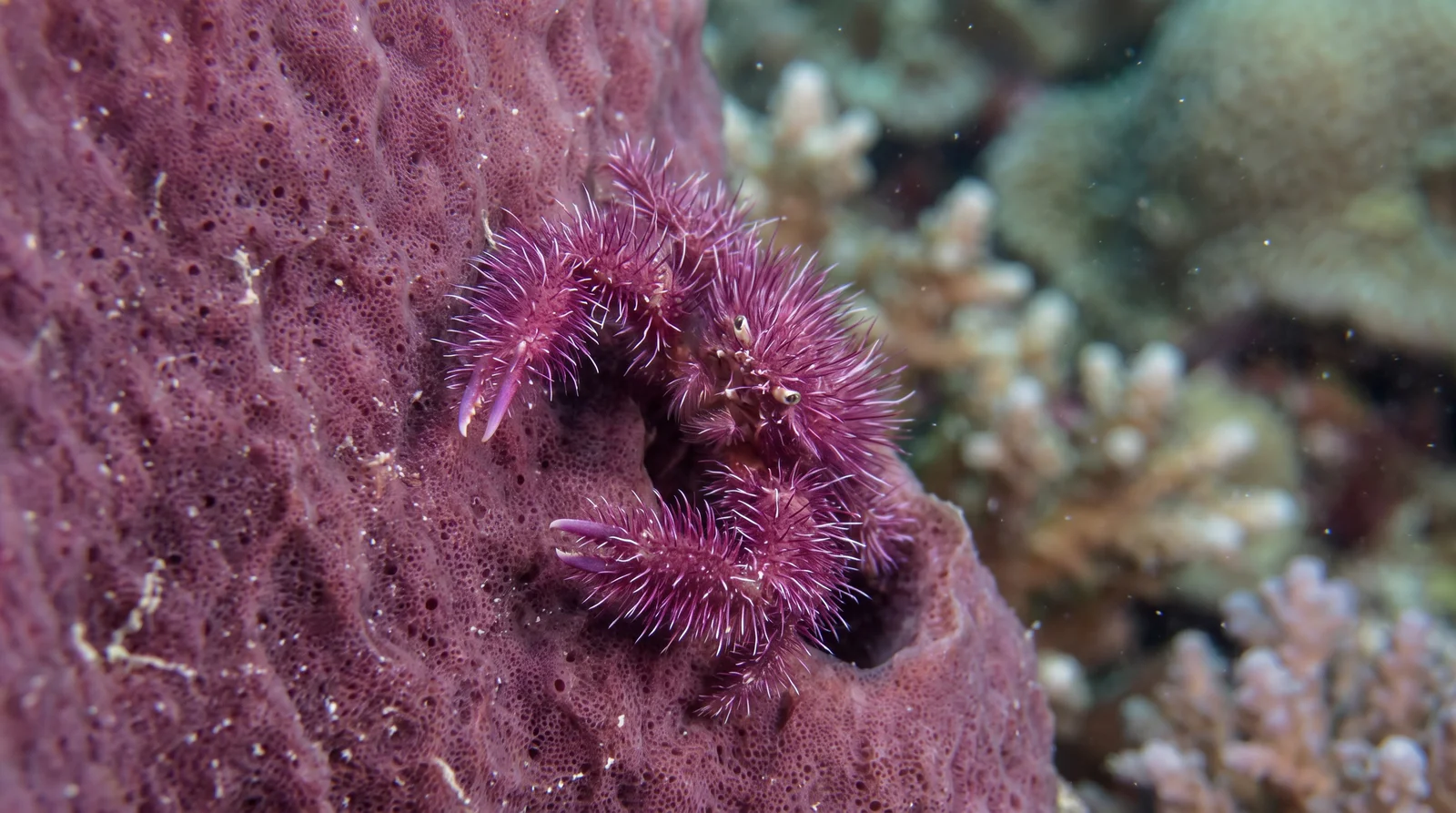 AI-generated illustration; species identification unverified. Hairy Squat Lobster (Lauriea siagiani)