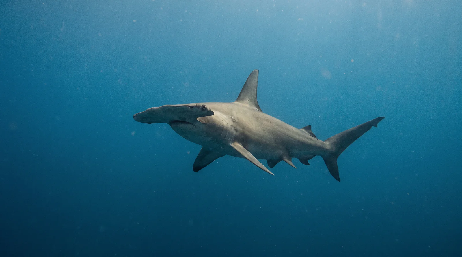Hammerhead Shark (assorted)
