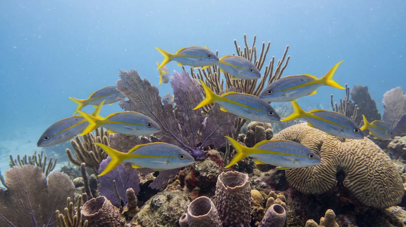 Yellowtail Snapper