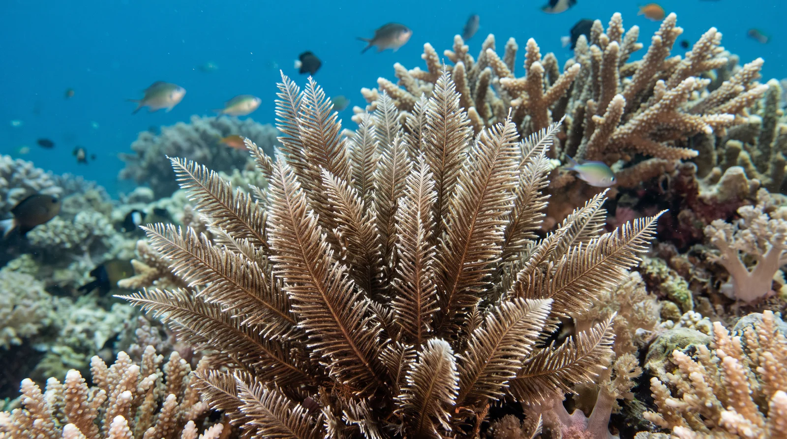 AI-generated illustration; species identification unverified. Stinging Hydroid (Aglaophenia cupressina)