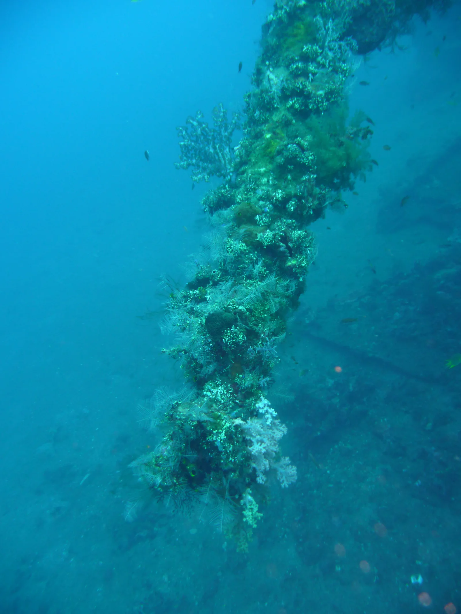 Diving at USAT Liberty Wreck