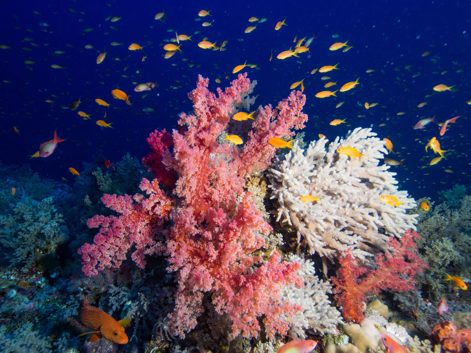 Pink soft corals and hard coral rising on a reef slope amid orange anthias and deep blue water.