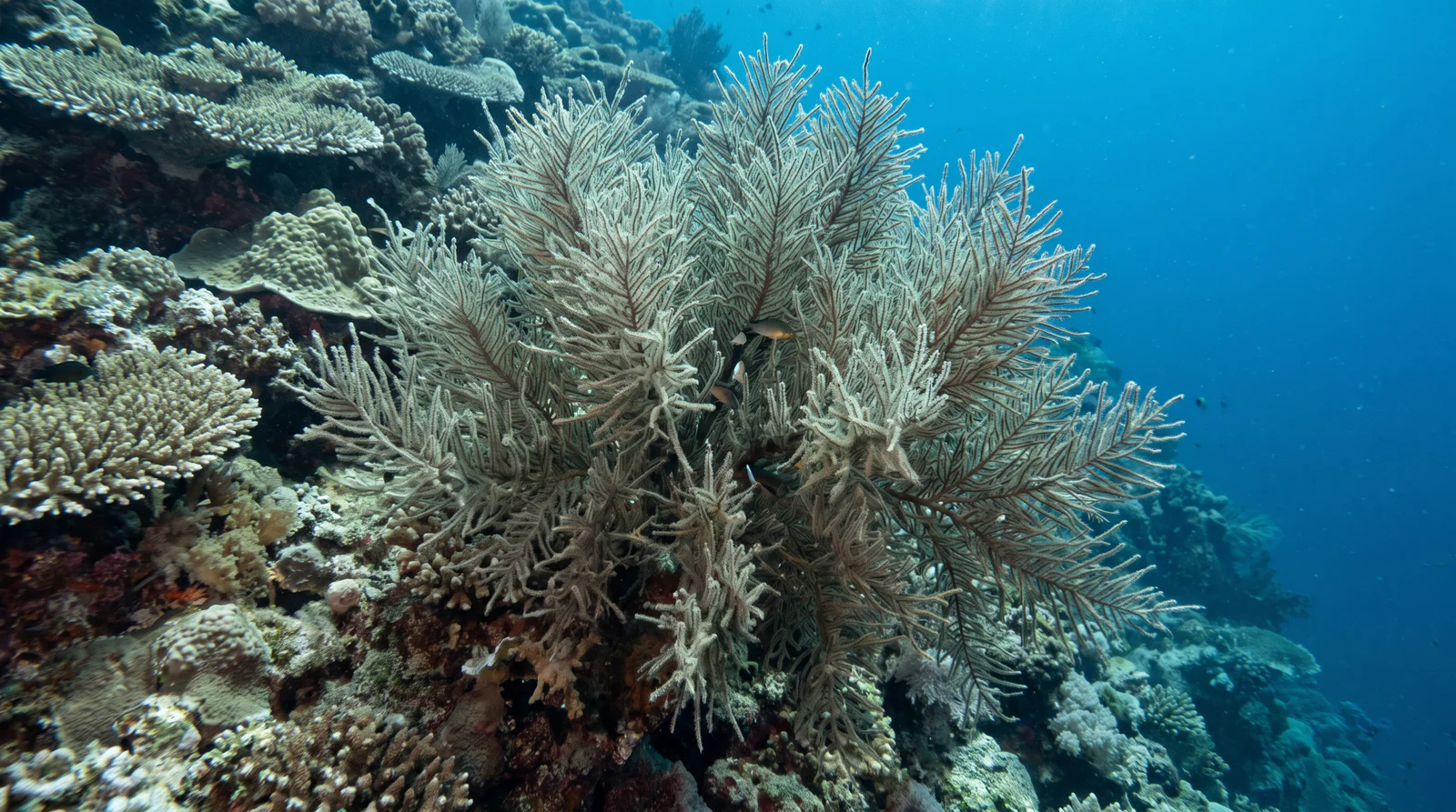 Black Coral Tree