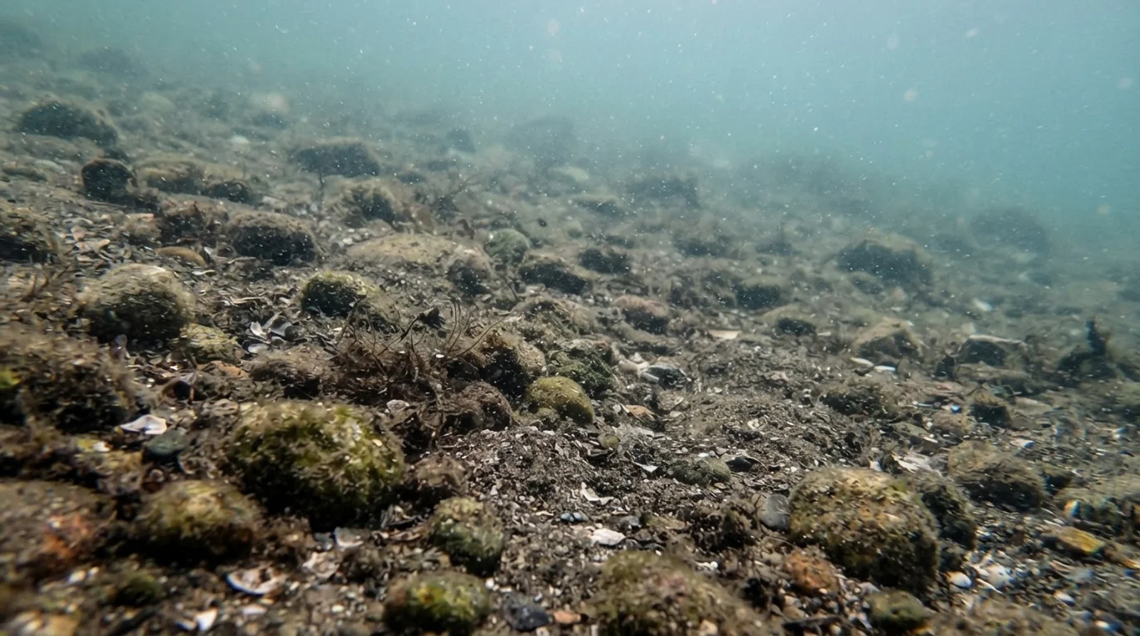 AI-generated illustration; site appearance unverified. Illustrative underwater reef habitat for Maayong Tubig Pier. Not a photograph of the site.