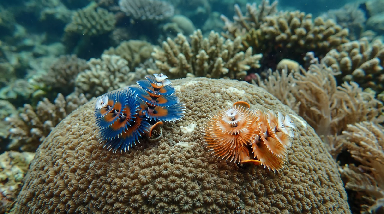 Christmas Tree Worm