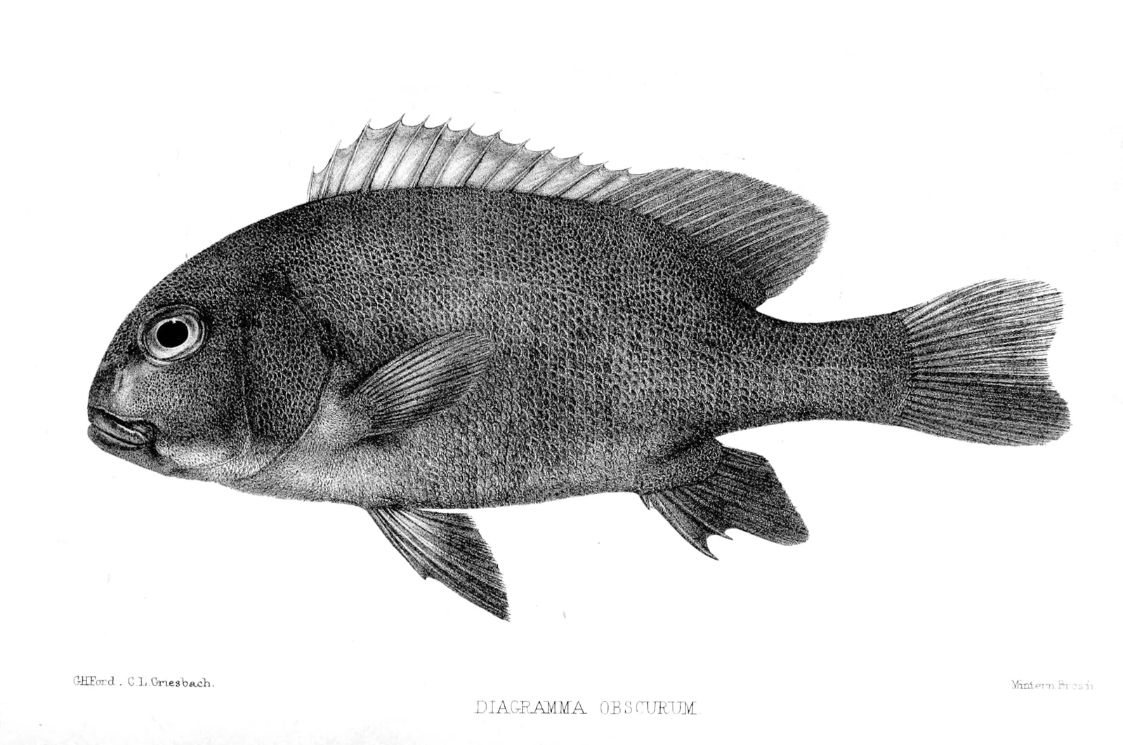 Giant Sweetlips