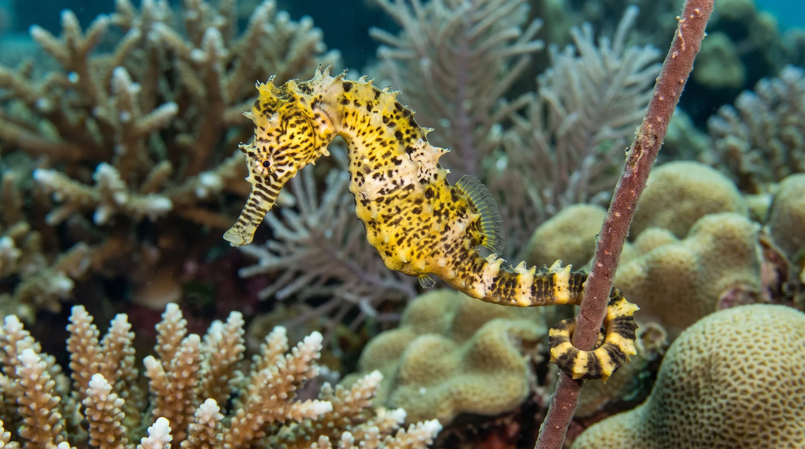 Tigertail Seahorse