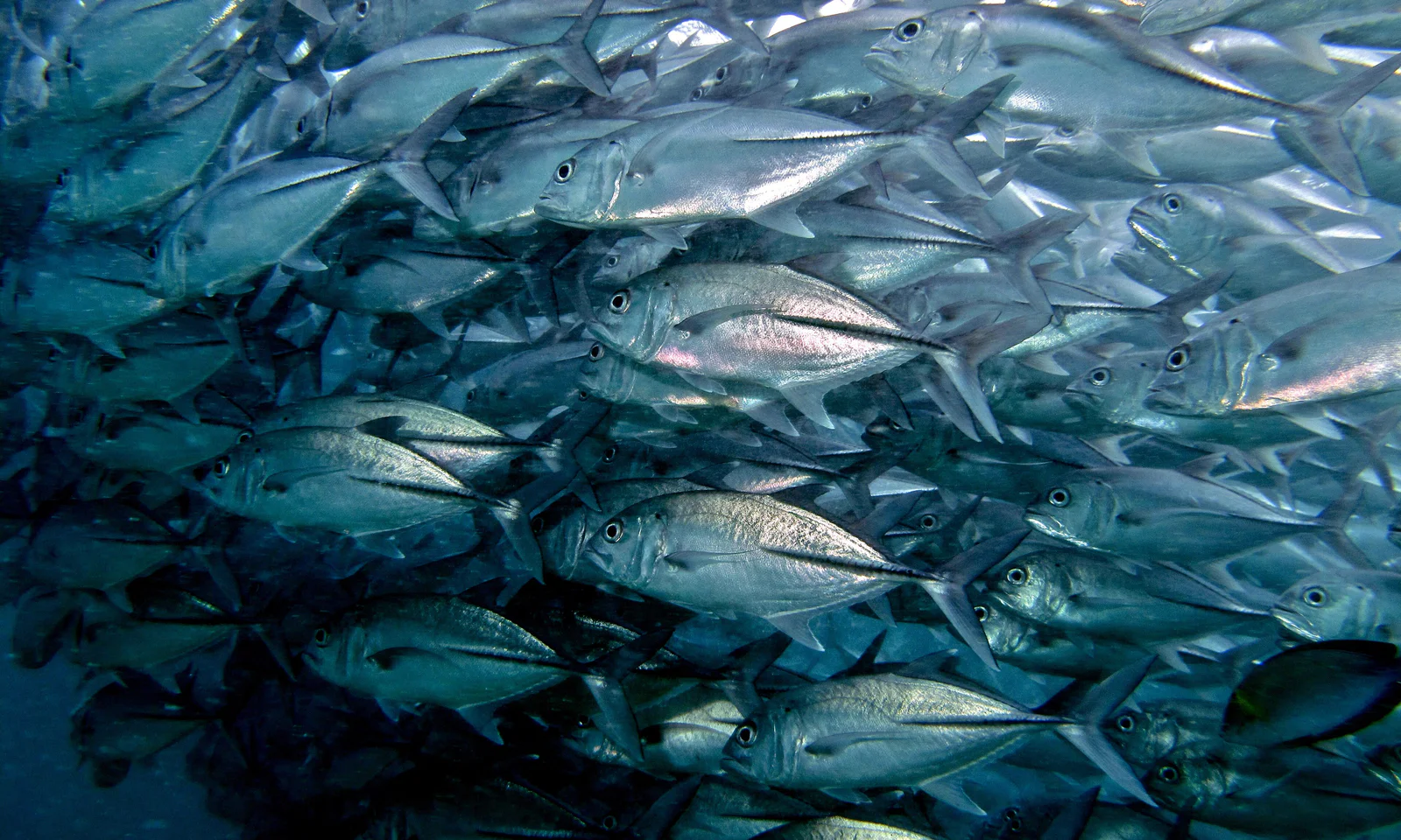A tornado of bigeye trevally — the signature schooling spectacle of Cabo Pulmo.