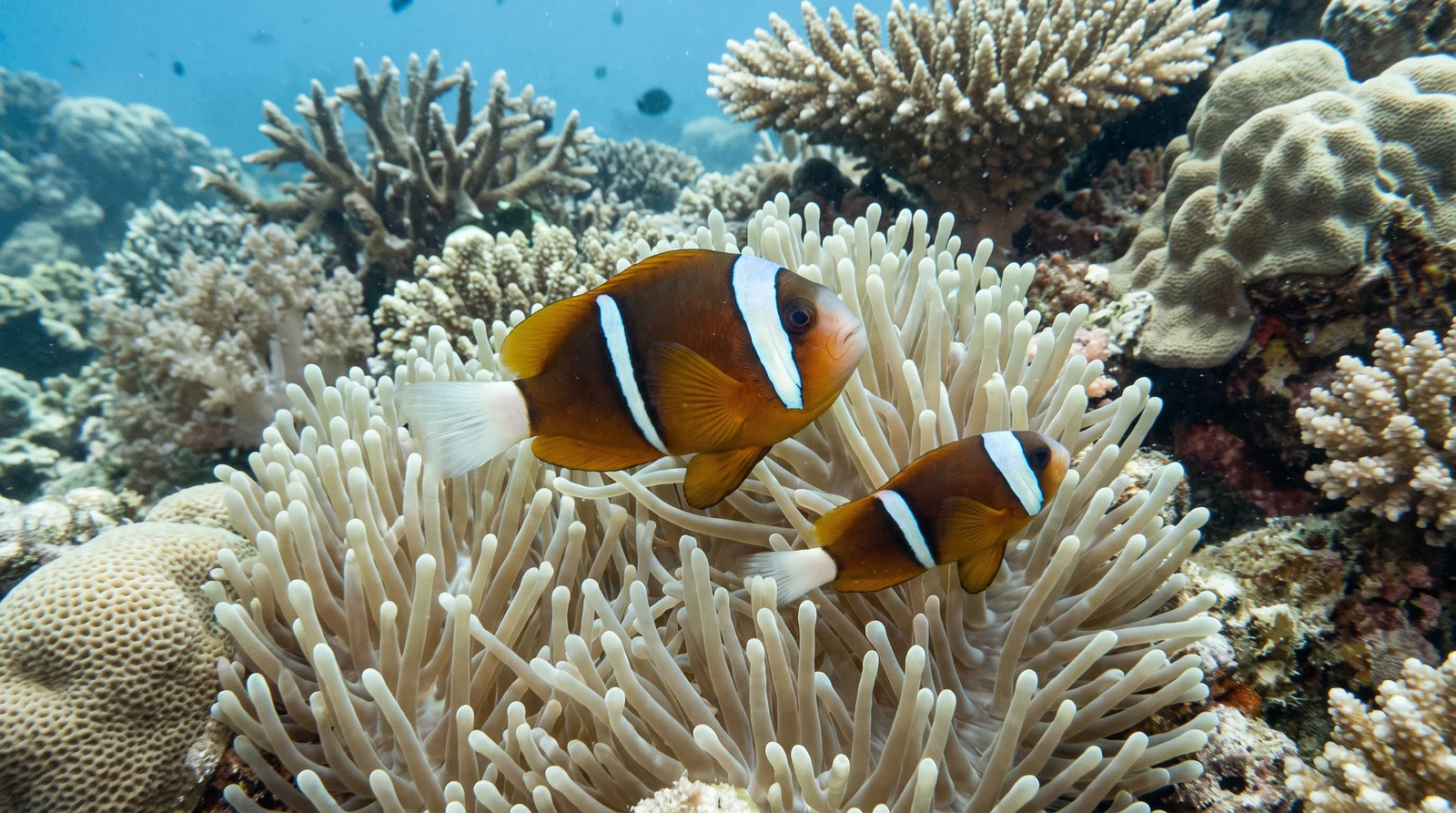 Barrier Reef Anemonefish
