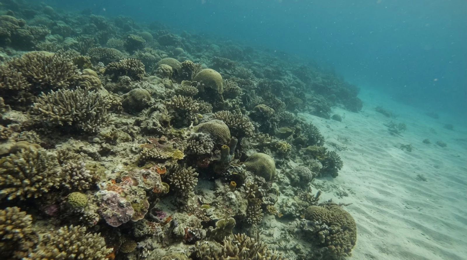 AI-generated illustration; site appearance unverified. Illustrative underwater reef habitat for Lamanok. Not a photograph of the site.