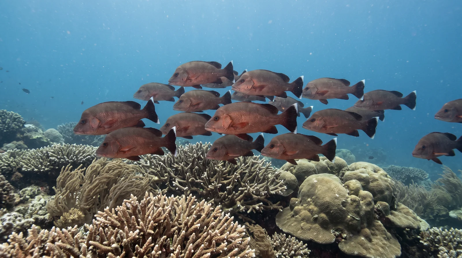 AI-generated illustration; species identification unverified. Humpback (Humphead) Snapper (Lutjanus gibbus)