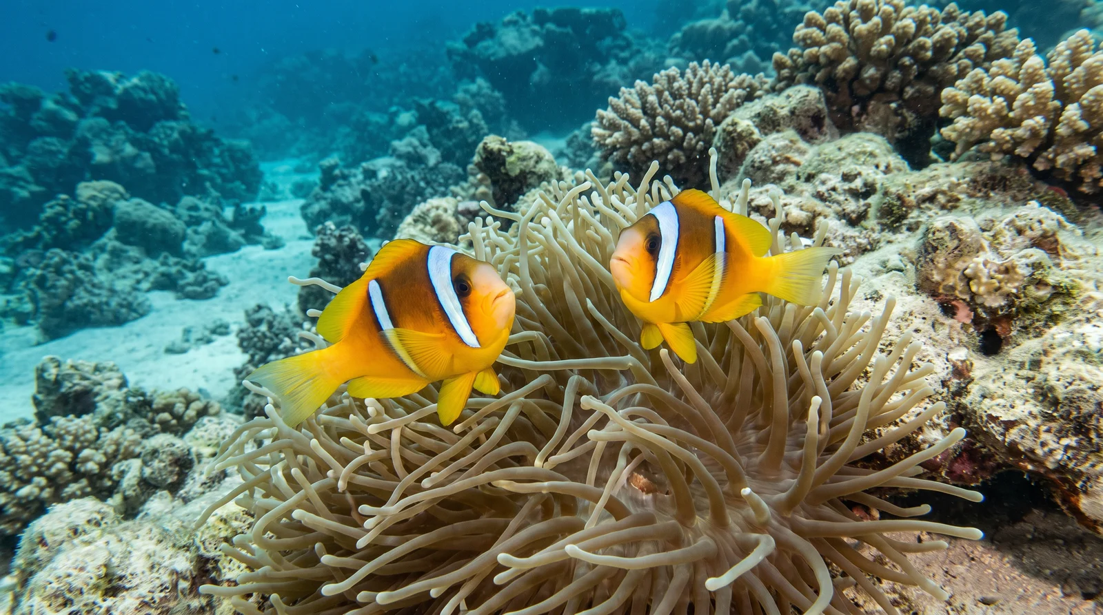 Red Sea Clownfish