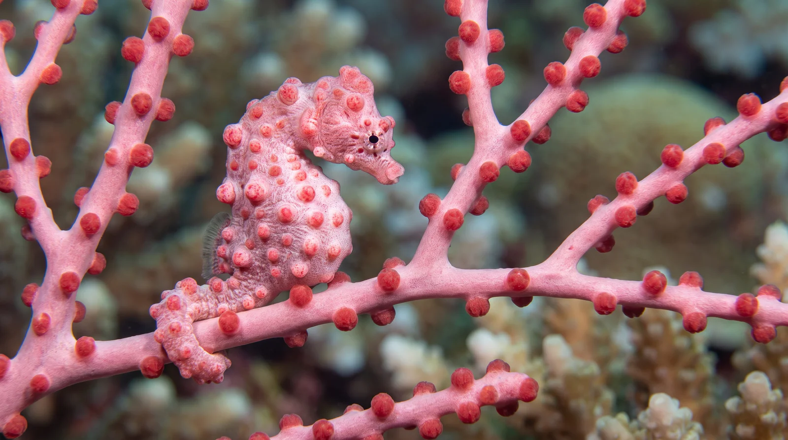 AI-generated illustration; species identification unverified. Pygmy Seahorse (Hippocampus bargibanti)