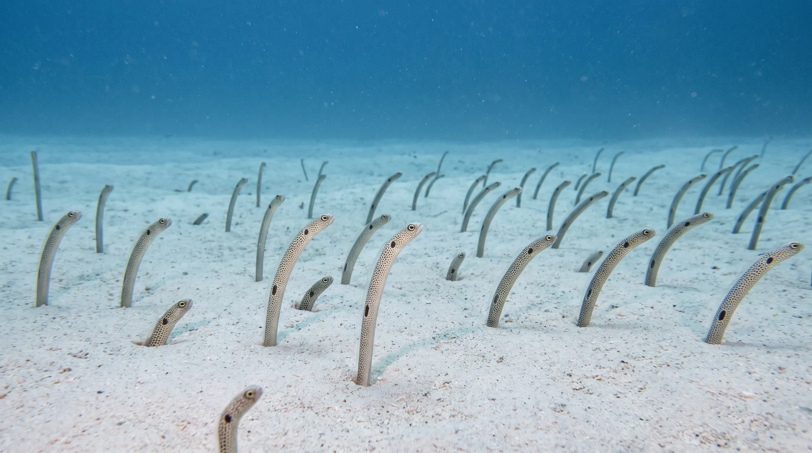 Spotted Garden Eel