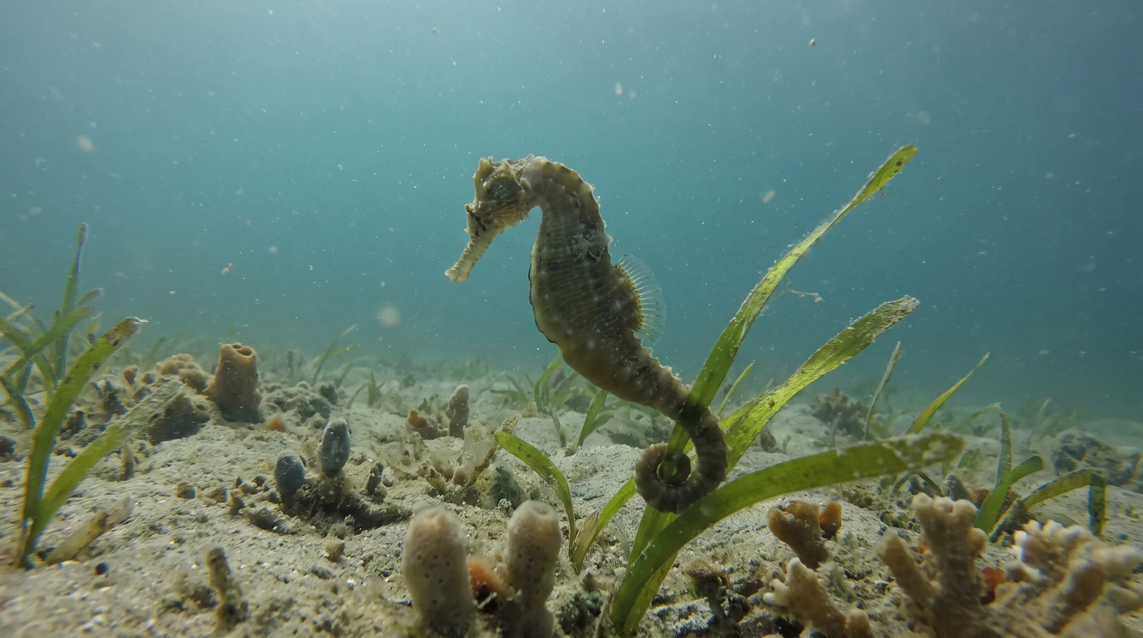 Seahorse (assorted)